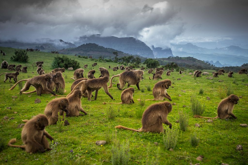 The Semien Mountains National park