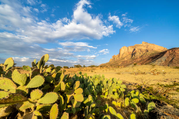 3-Day Tigray Churches & Gheralta Trekking Tour - #6