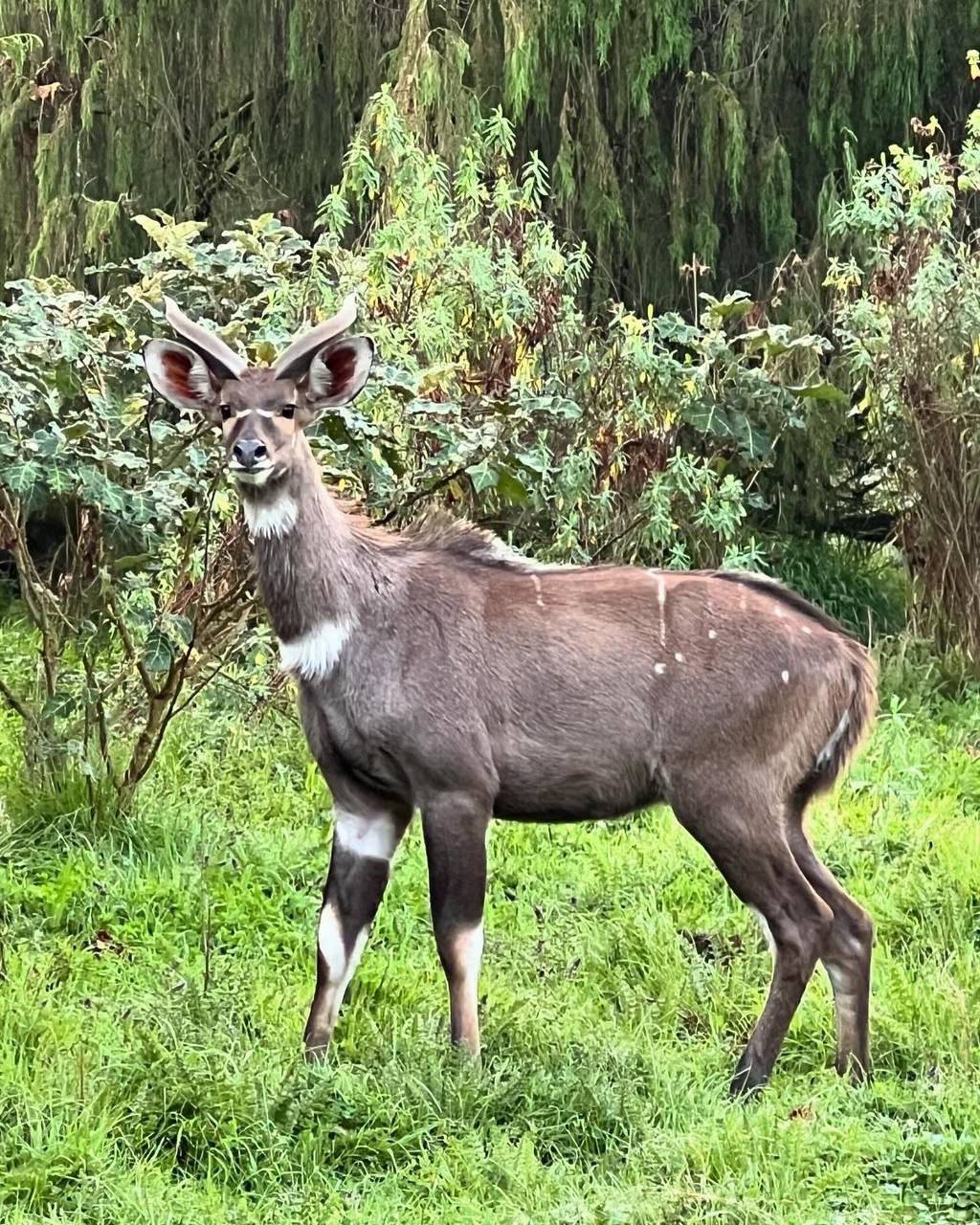 3-Day Bale Mountains National Park Tour – Wildlife, Scenic Drives & Highlands Trekking