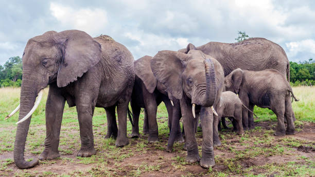 Babile Elephant Sanctuary