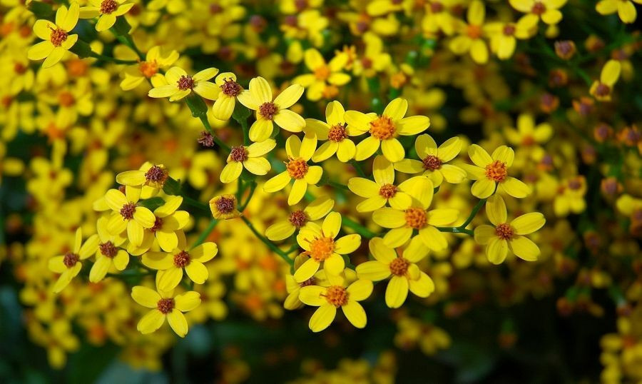 Enkutatash – Ethiopian New Year